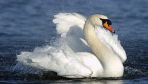 CISNE-1