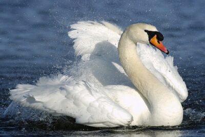 CISNE-1