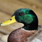 pato-1