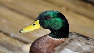 pato-1