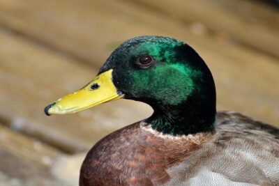 pato-1