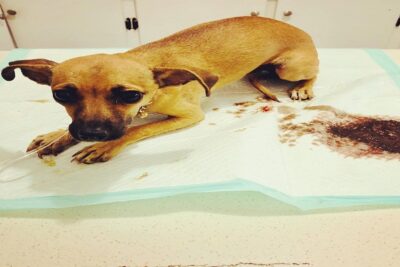 Gastroenteritis-hemorrágica-En-Perros -1