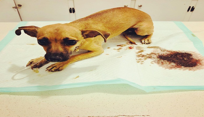 Gastroenteritis-hemorrágica-En-Perros -1