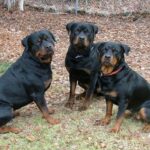 Tipos-de-Doberman-4