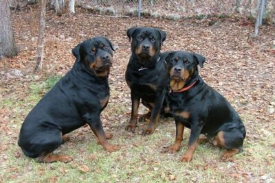 Tipos-de-Doberman-4