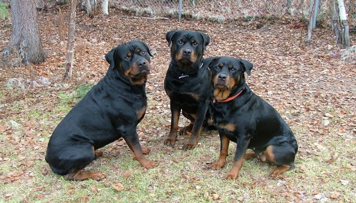 Tipos-de-Doberman-4