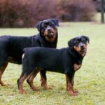 Tipos-de-Rottweiler-1