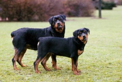 Tipos-de-Rottweiler-1