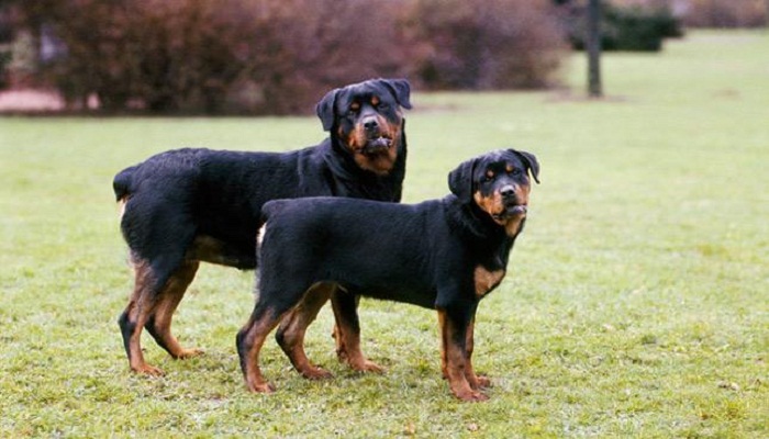 Tipos-de-Rottweiler-1