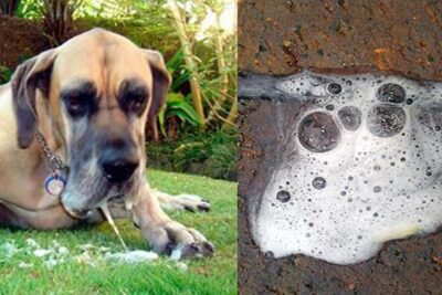 Vomito-blanco-en-perros-1