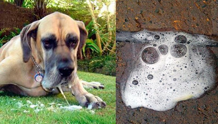 Vomito-blanco-en-perros-1