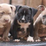 alimentación-de-un-pitbull-cachorro-4