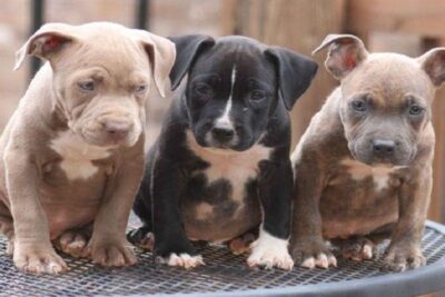 alimentación-de-un-pitbull-cachorro-4