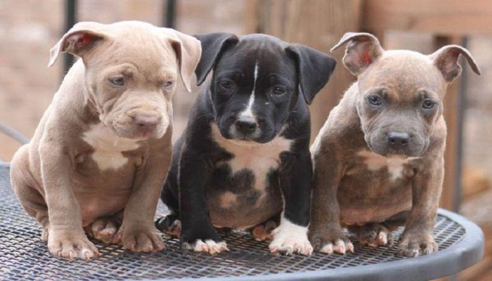 alimentación-de-un-pitbull-cachorro-4