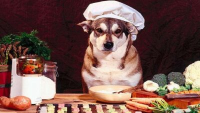 alimentos-alternativos-para-perros- 1