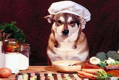 alimentos-alternativos-para-perros- 1