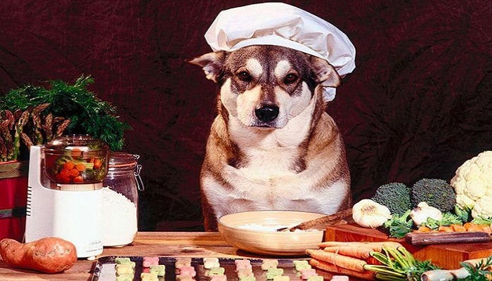alimentos-alternativos-para-perros- 1