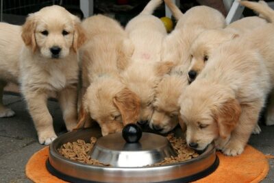 alimentos-premium-para-perros-5