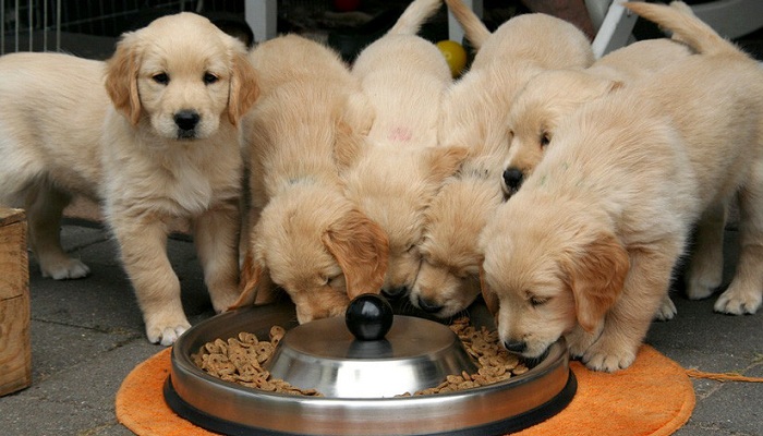 alimentos-premium-para-perros-5