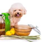 antibióticos-naturales-para-perros-1