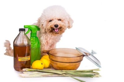 antibióticos-naturales-para-perros-1