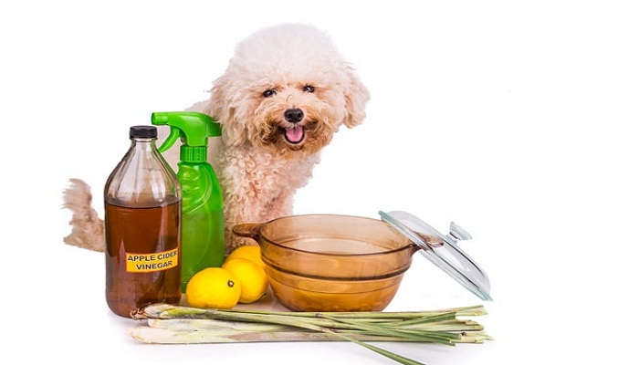 antibióticos-naturales-para-perros-1