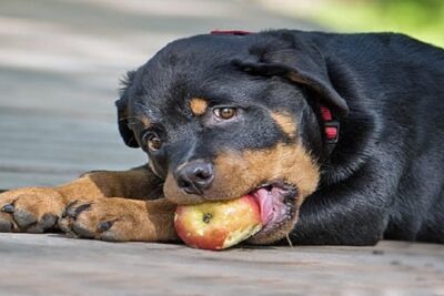 comida-casera-para-rottweiler-1