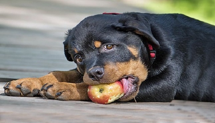comida-casera-para-rottweiler-1