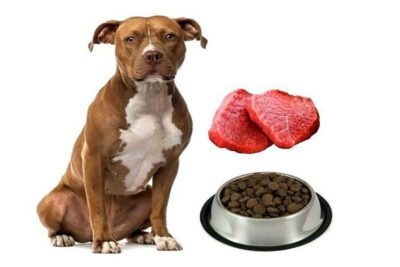 comida-para-pitbull-4