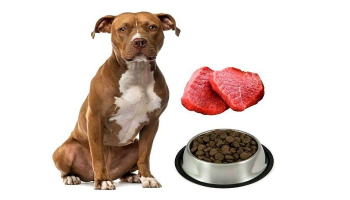 comida-para-pitbull-4