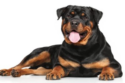 cómo-engordar-a-un-rottweiler-3