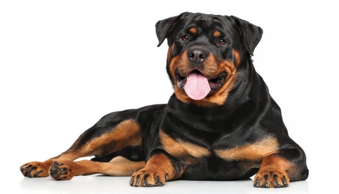 cómo-engordar-a-un-rottweiler-3