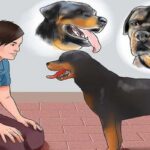 cómo-entrenar-a-un-El-Rottweiler-2