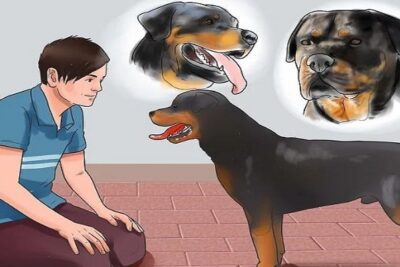 cómo-entrenar-a-un-El-Rottweiler-2