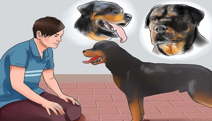 cómo-entrenar-a-un-El-Rottweiler-2