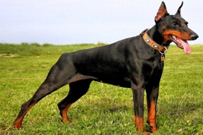 como-entrenar-a-un-doberman-5