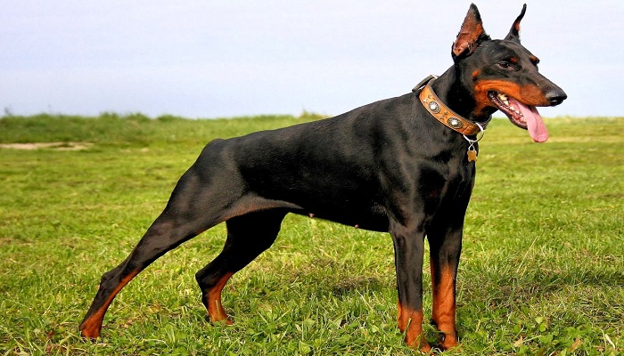 como-entrenar-a-un-doberman-5