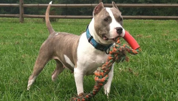 cómo-entrenar-un-perro-pitbull-para-sacar-músculos-1