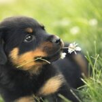 cuidados-de-un-cachorro-rottweiler-2