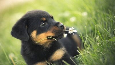 cuidados-de-un-cachorro-rottweiler-2