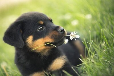 cuidados-de-un-cachorro-rottweiler-2