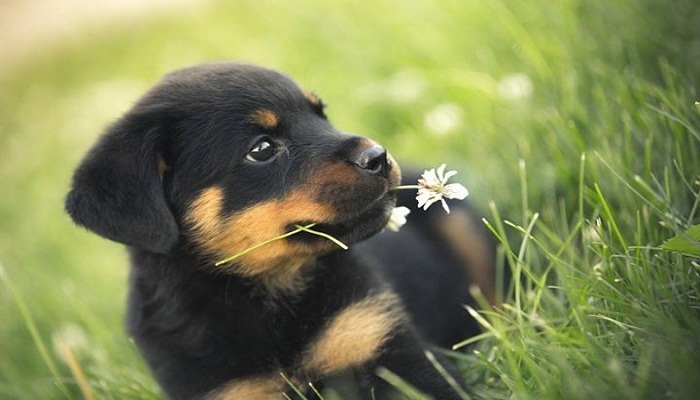 cuidados-de-un-cachorro-rottweiler-2