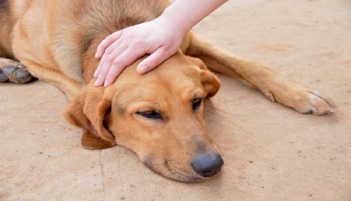 diarrea-amarilla-en-perros-1