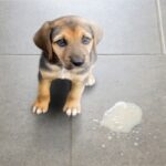 diarrea-en-perros-cachorros-6