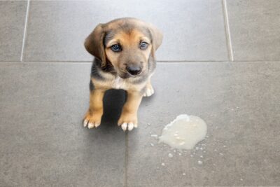 diarrea-en-perros-cachorros-6