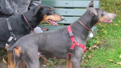 doberman-azul-3