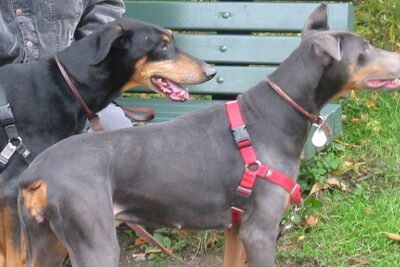 doberman-azul-3