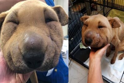 mi-perro-esta-hinchado-y-decaído-1