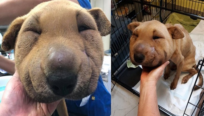 mi-perro-esta-hinchado-y-decaído-1