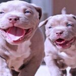 nombres-para-perros-pitbull-cachorros-1